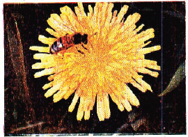 कामकरी मधमाशी फुलातील मकरंद गोळा करीत आहे